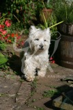 Terrier - West Highland White