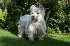 Terrier - West Highland White