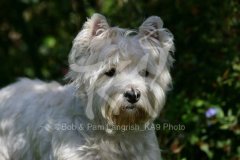 Terrier - West Highland White