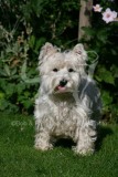 Terrier - West Highland White