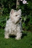 Terrier - West Highland White