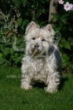 Terrier - West Highland White