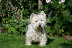 Terrier - West Highland White