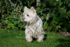 Terrier - West Highland White