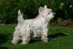 Terrier - West Highland White