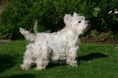 Terrier - West Highland White