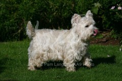 Terrier - West Highland White