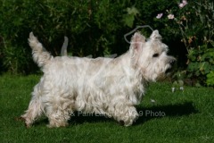 Terrier - West Highland White