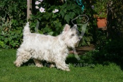 Terrier - West Highland White