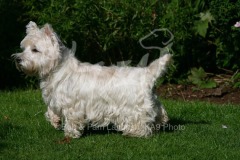 Terrier - West Highland White