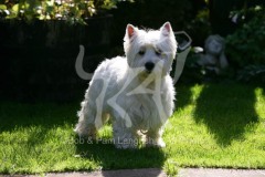 Terrier - West Highland White