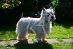 Terrier - West Highland White