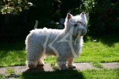 Terrier - West Highland White