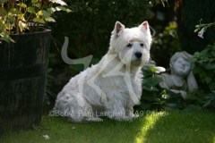 Terrier - West Highland White