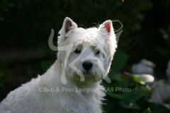 Terrier - West Highland White