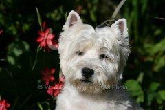 Terrier - West Highland White