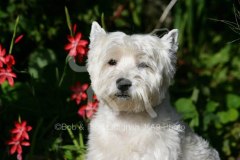 Terrier - West Highland White