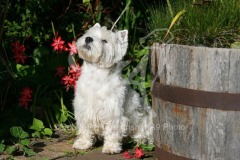 Terrier - West Highland White