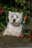 Terrier - West Highland White