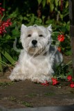 Terrier - West Highland White