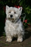 Terrier - West Highland White