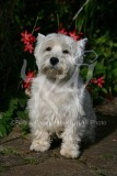 Terrier - West Highland White