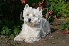 Terrier - West Highland White