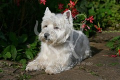 Terrier - West Highland White