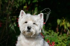 Terrier - West Highland White