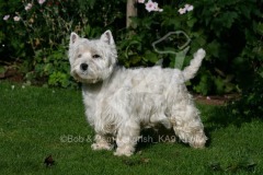 Terrier - West Highland White