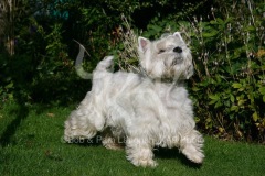 Terrier - West Highland White