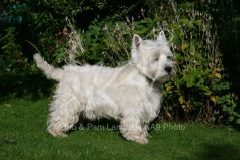 Terrier - West Highland White