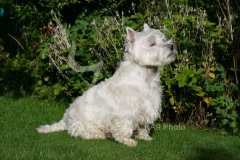 Terrier - West Highland White