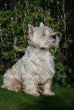 Terrier - West Highland White