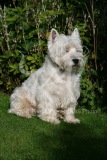 Terrier - West Highland White