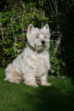 Terrier - West Highland White