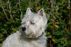 Terrier - West Highland White