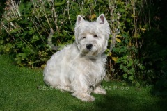 Terrier - West Highland White