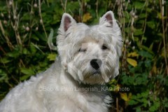 Terrier - West Highland White