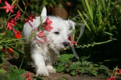 Terrier - West Highland White