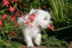 Terrier - West Highland White