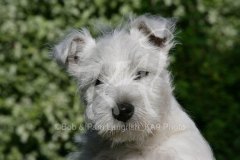 Terrier - West Highland White