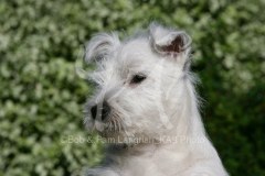 Terrier - West Highland White