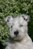 Terrier - West Highland White