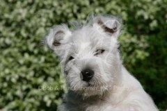 Terrier - West Highland White