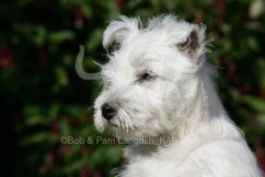 Terrier - West Highland White