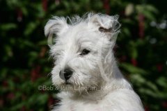 Terrier - West Highland White