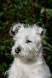 Terrier - West Highland White