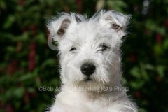 Terrier - West Highland White