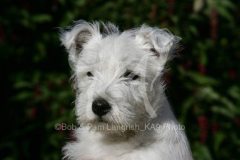 Terrier - West Highland White